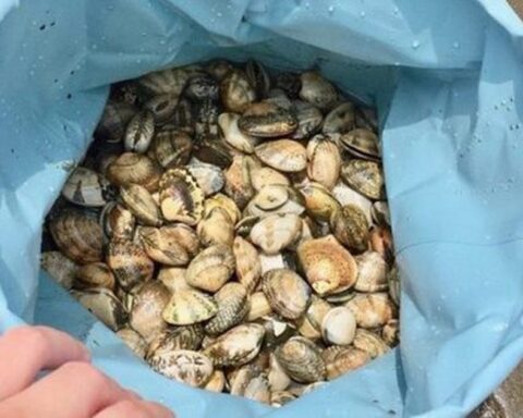 Loại hải sản ăn vào bổ não, tốt tim mạch, tăng miễn dịch: Chứa đạm ngang 3 quả trứng