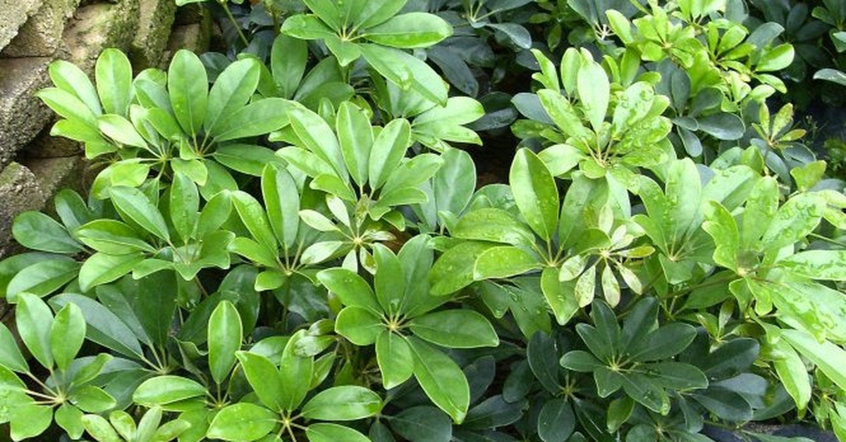 Lợi ích khi trồng cây ngũ gia bì