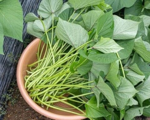 Loại rau “rẻ bèo” bán đầy chợ Việt: Là thuốc bổ “trường thọ” bảo vệ gan, chống viêm, ngừa ung thư