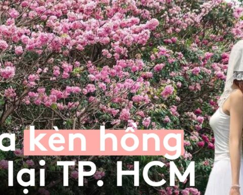 Sống ở TP.HCM hơn 10 năm mới thấy mùa kèn hồng “ngang ngược” thế này, bảo sao ai cũng rần rần xách máy lên phố!