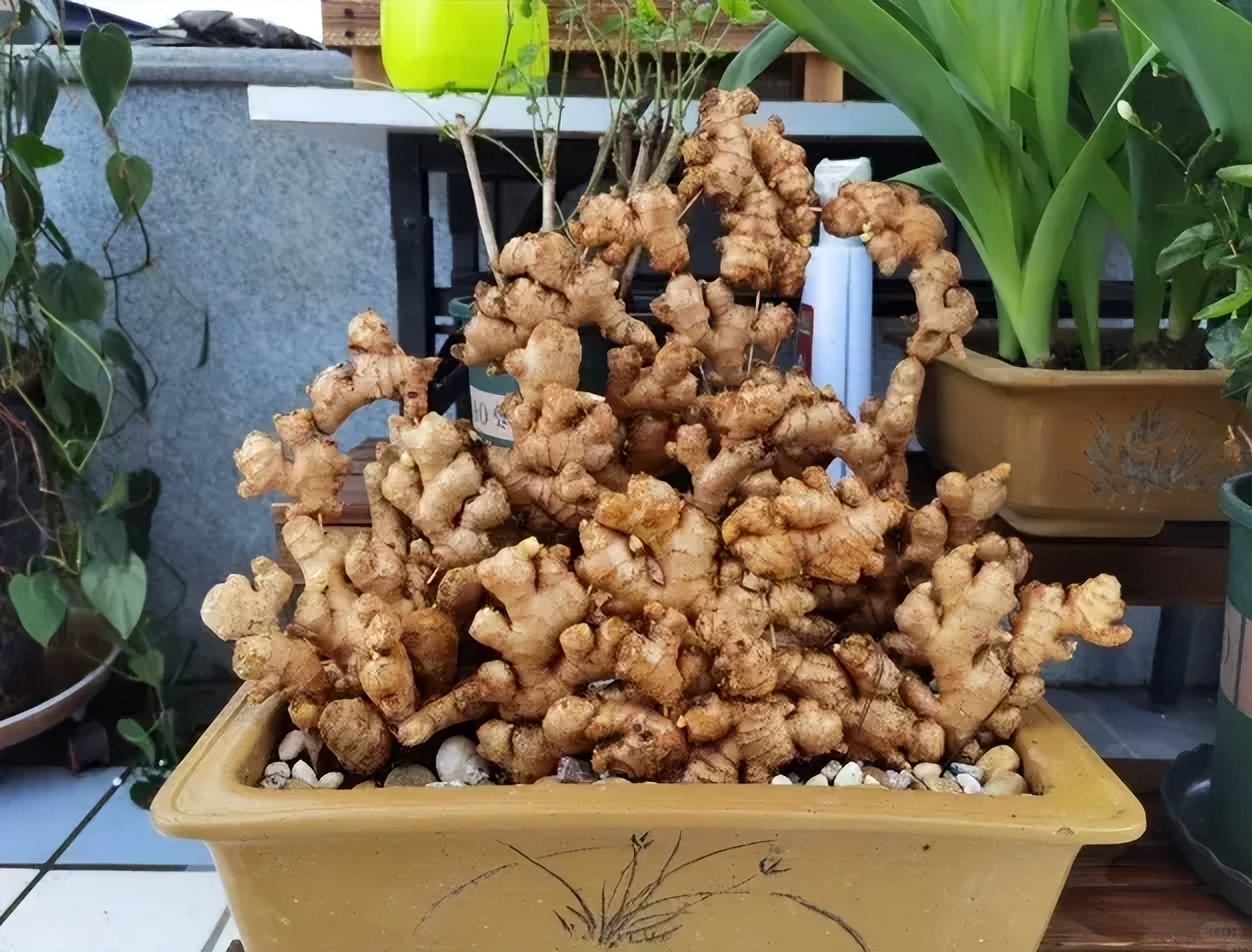 Người phụ nữ nghỉ hưu trồng cả “núi gừng” trong thùng phuy cũ: 8 tháng thu gần 8kg, hàng xóm kéo sang học theo vì quá vừa đẹp vừa “có lộc”- Ảnh 4.
