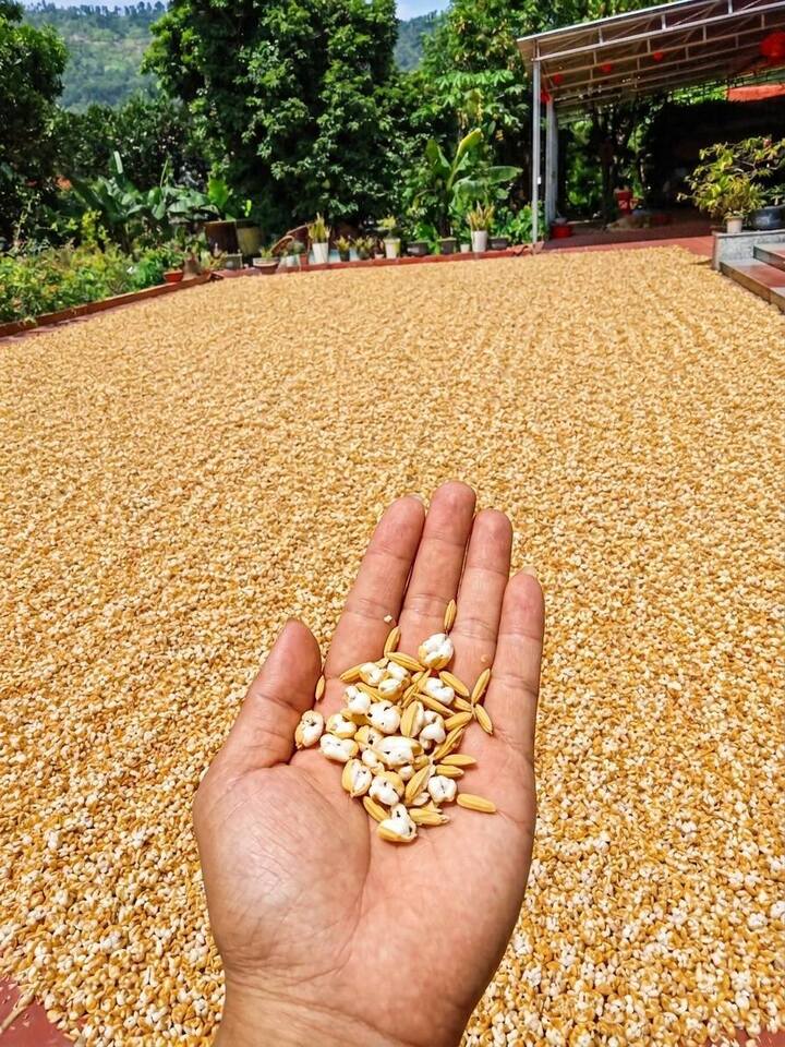 Bức ảnh trời nóng đến mức thóc phơi nổ thành bỏng: Chuyên gia lên tiếng- Ảnh 1.