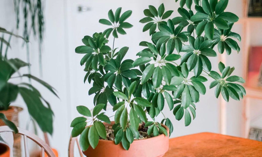 Lợi ích khi trồng cây ngũ gia bì- Ảnh 1.