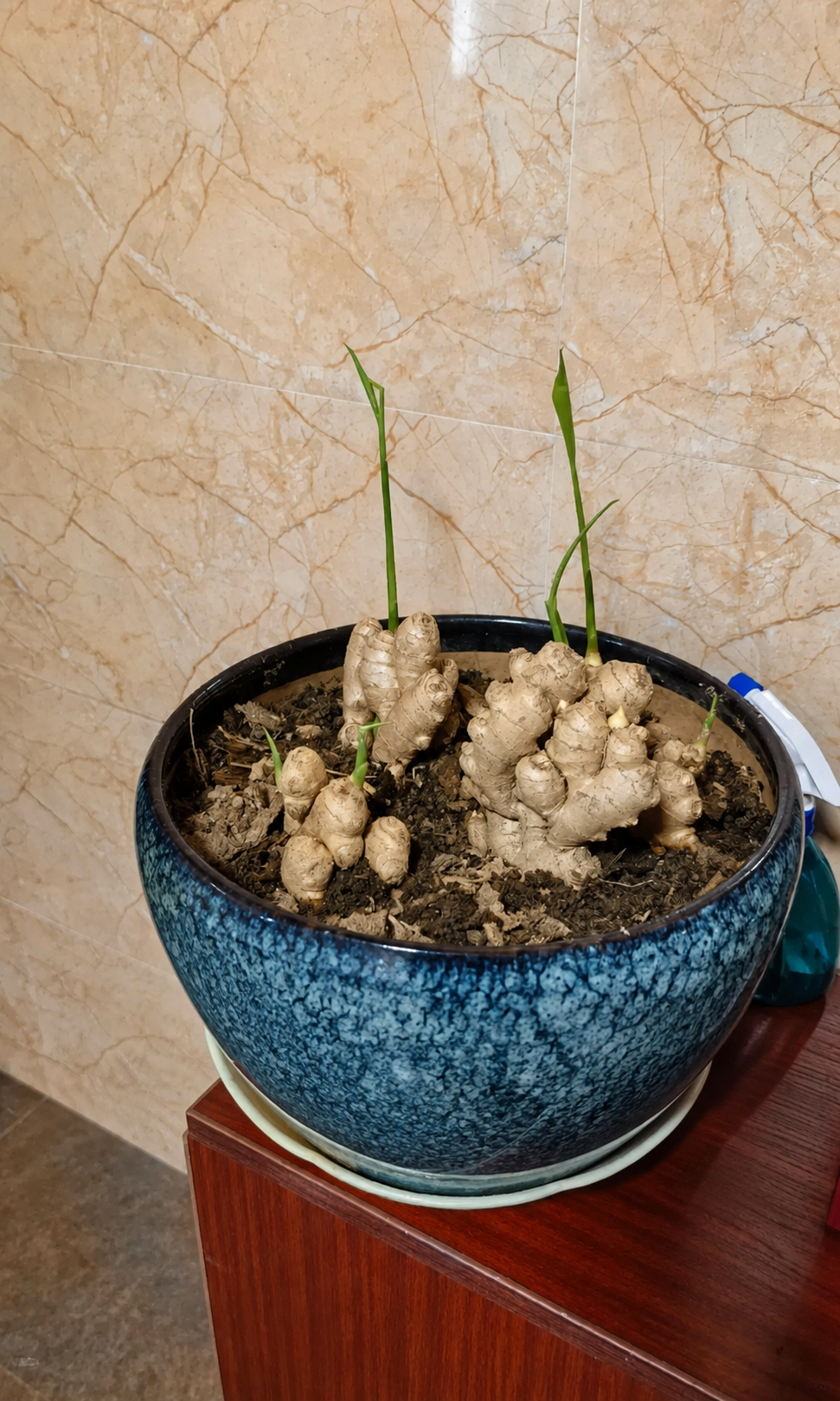 Người phụ nữ nghỉ hưu trồng cả “núi gừng” trong thùng phuy cũ: 8 tháng thu gần 8kg, hàng xóm kéo sang học theo vì quá vừa đẹp vừa “có lộc”- Ảnh 5.
