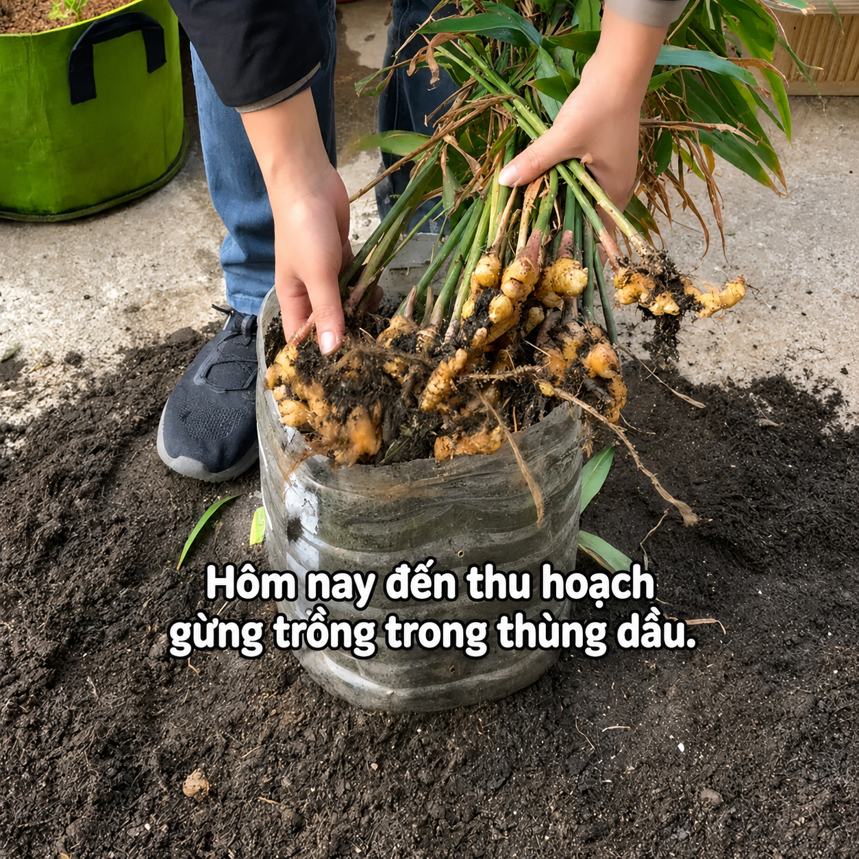 Người phụ nữ nghỉ hưu trồng cả “núi gừng” trong thùng phuy cũ: 8 tháng thu gần 8kg, hàng xóm kéo sang học theo vì quá vừa đẹp vừa “có lộc”- Ảnh 3.