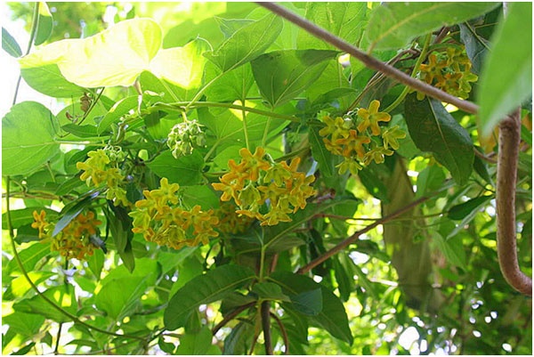 Lời khuyên dành cho những gia đình đang trồng cây thiên lý- Ảnh 1.