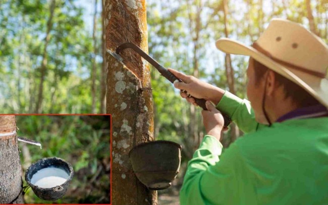 Ngày 19/5: Giá cao su kỳ hạn tại các thị trường lớn đồng loạt giảm
