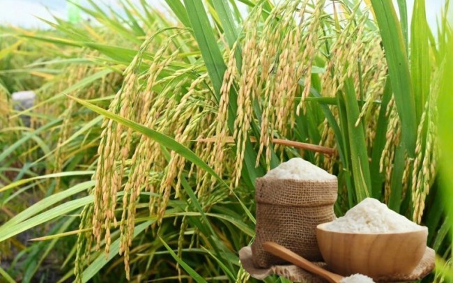 Ngày 25/5: Giá lúa gạo tại Đồng bằng sông Cửu Long bình ổn sáng đầu tuần