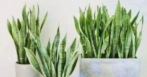 4 lời khuyên dành cho các gia đình đang trồng cây lưỡi hổ