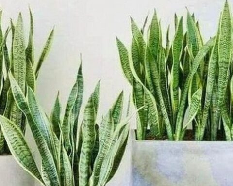 4 lời khuyên dành cho các gia đình đang trồng cây lưỡi hổ
