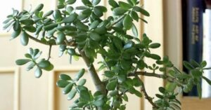 3 loại cây đặt trong nhà có thể sống trăm năm: Được xem như “báu vật” để lại cho con cháu
