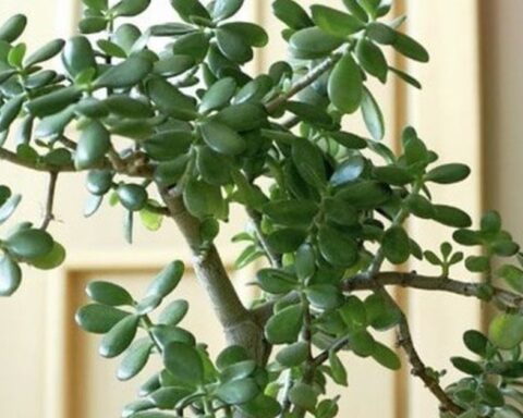 3 loại cây đặt trong nhà có thể sống trăm năm: Được xem như “báu vật” để lại cho con cháu