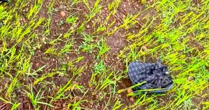 Nữ sinh lớp 8 đi chăn bò thuê bị sét đánh tử vong