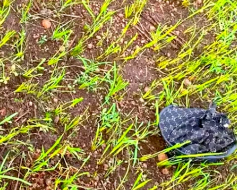 Nữ sinh lớp 8 đi chăn bò thuê bị sét đánh tử vong