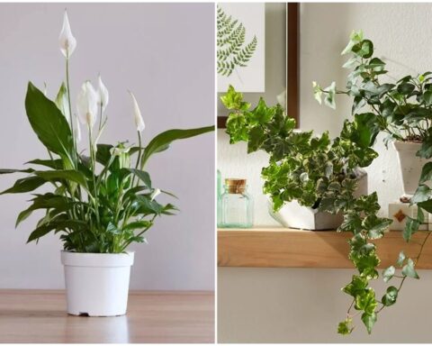 7 loại cây hút ẩm tốt thích hợp đặt trong phòng tắm