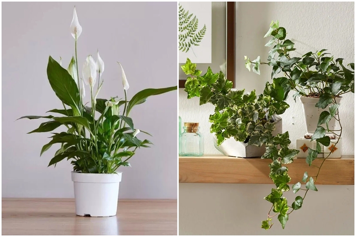 7 loại cây hút ẩm tốt thích hợp đặt trong phòng tắm