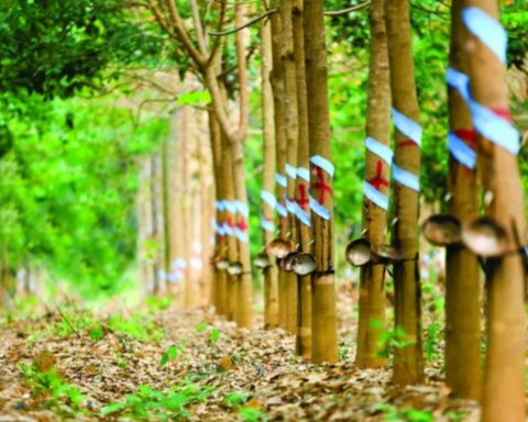 Cổ phiếu Cao su Phước Hòa (PHR) được kỳ vọng vượt đỉnh lịch sử, động lực đến từ đâu?