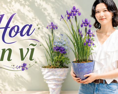 Một phụ nữ biến hoa diên vĩ thành “tác phẩm nghệ thuật”: Nhìn thôi mà ai cũng muốn trồng thử một cây trong nhà