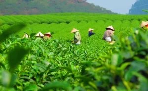 Thái Nguyên đề xuất thu hồi đất để triển khai 32 dự án
