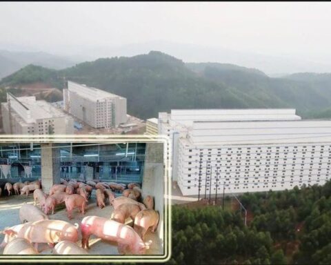 Hà Nội phản hồi đề xuất xây “chung cư” để nuôi lợn
