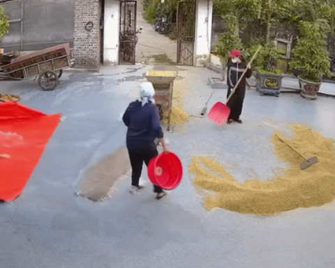 Cảnh tượng bất ngờ trong sân nhà của một gia đình ở Hà Nội có 5 trẻ đang nghỉ hè