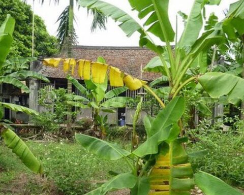 Vì sao người xưa thường trồng cây chuối sau nhà?
