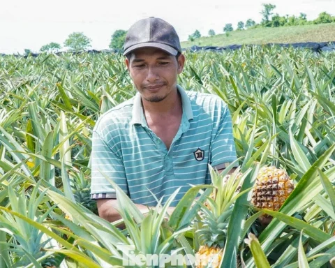 Buốt ruột nhìn ruộng dứa chín la liệt, không ai mua