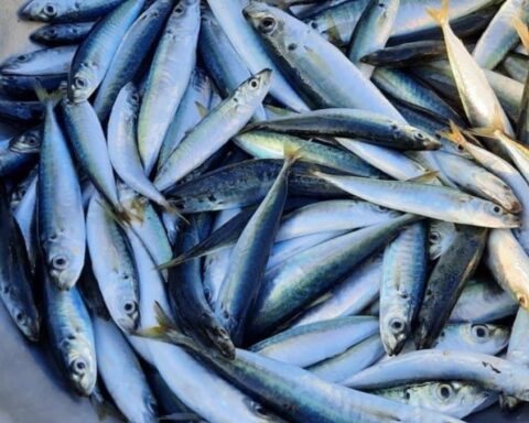 Bác sĩ tiết lộ 5 loại cá bình dân giàu omega-3 không thua cá hồi: Chợ Việt có tất cả