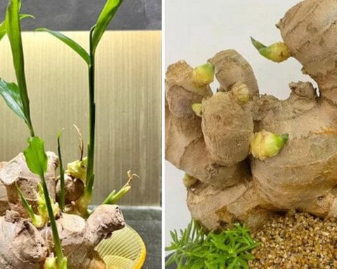 Vì sao nhiều gia đình thích trồng gừng quanh nhà?