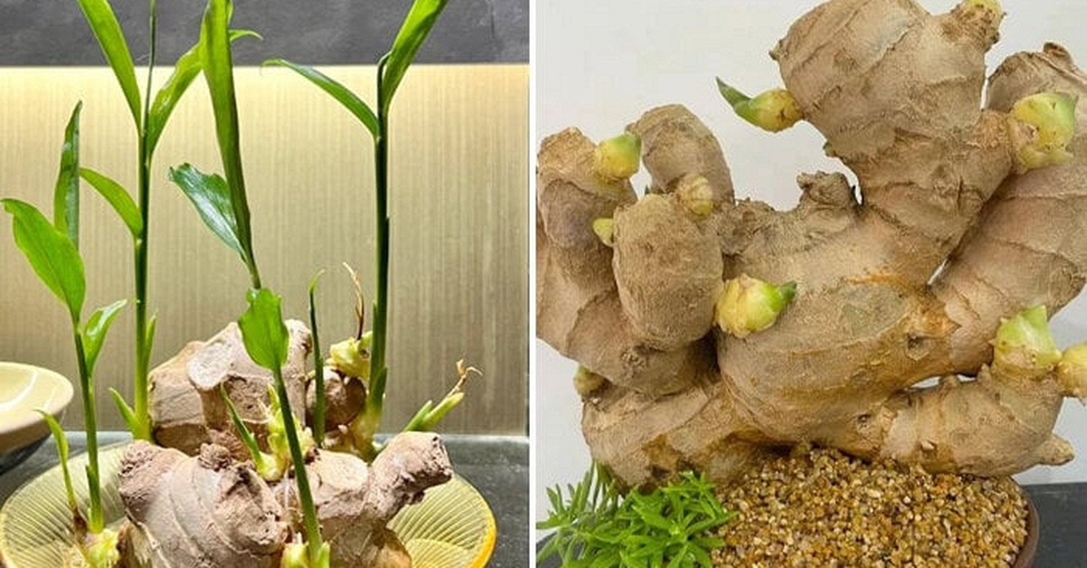 Vì sao nhiều gia đình thích trồng gừng quanh nhà?