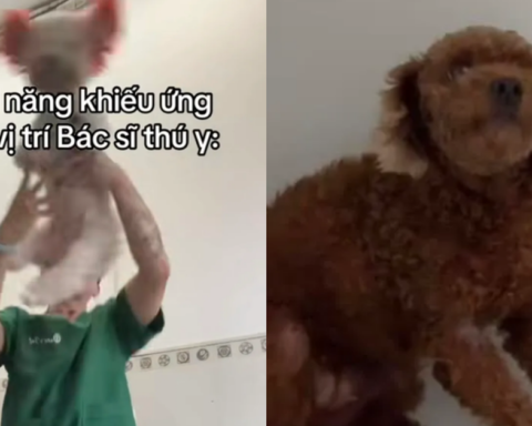 Bác sĩ thú y ở TP.HCM bị chỉ trích khi giày vò chó mèo ở phòng khám, càng lên tiếng càng gây phẫn nộ