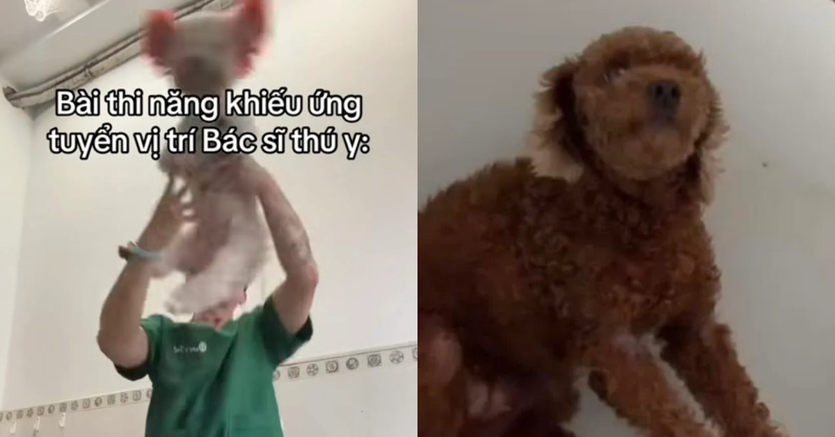 Bác sĩ thú y ở TP.HCM bị chỉ trích khi giày vò chó mèo ở phòng khám, càng lên tiếng càng gây phẫn nộ