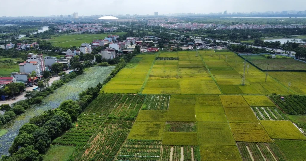 Quy định mới về xây dựng công trình trên đất lúa: Xây 1 tầng, không hầm