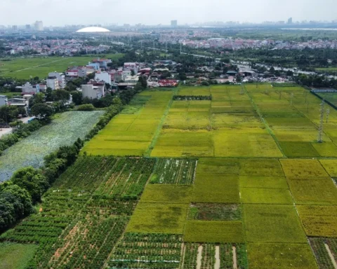 Quy định mới về xây dựng công trình trên đất lúa: Xây 1 tầng, không hầm