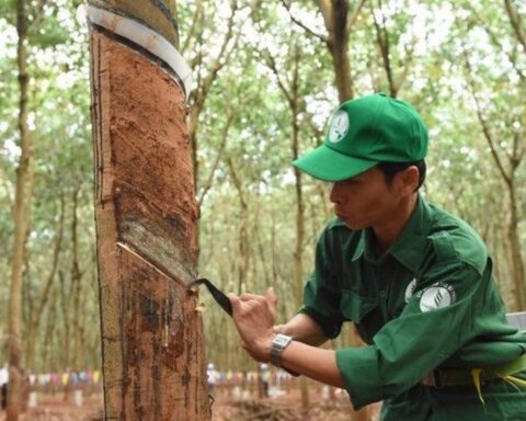 Cổ đông Cao su Phước Hòa (PHR) sắp nhận cổ phiếu thưởng “khủng” tỷ lệ 10:8