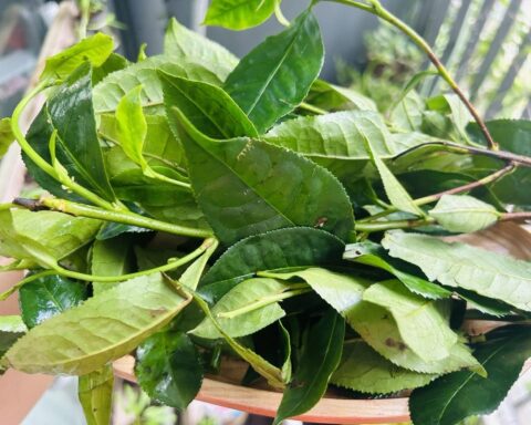 Phát hiện hoạt chất giúp hạ huyết áp và giảm nguy cơ ung thư trong loại lá nhiều người Việt uống mỗi ngày
