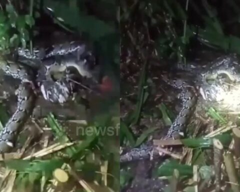 Người phụ nữ bị trăn dài 7,8m nuốt sống: Thi thể mắc kẹt trong miệng con vật, khi chồng kéo ra đã tử vong