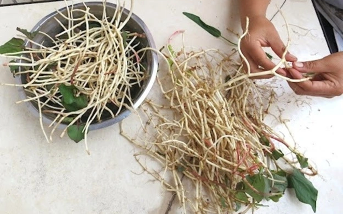 Đừng chỉ ăn quả, lá loại cây này quý như "nhân sâm người nghèo", mọc đầy ở quê nhưng ít ai biết- Ảnh 4.