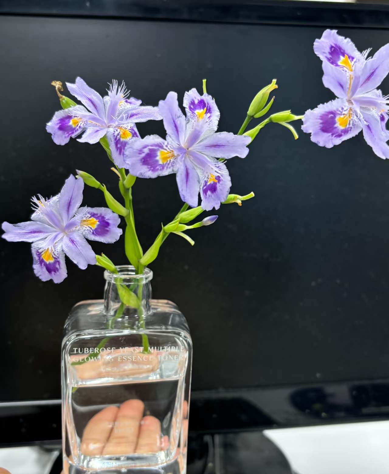Một phụ nữ biến hoa diên vĩ thành “tác phẩm nghệ thuật”: Nhìn thôi mà ai cũng muốn trồng thử một cây trong nhà- Ảnh 3.