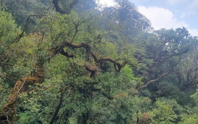 Hơn 3 triệu ha rừng 