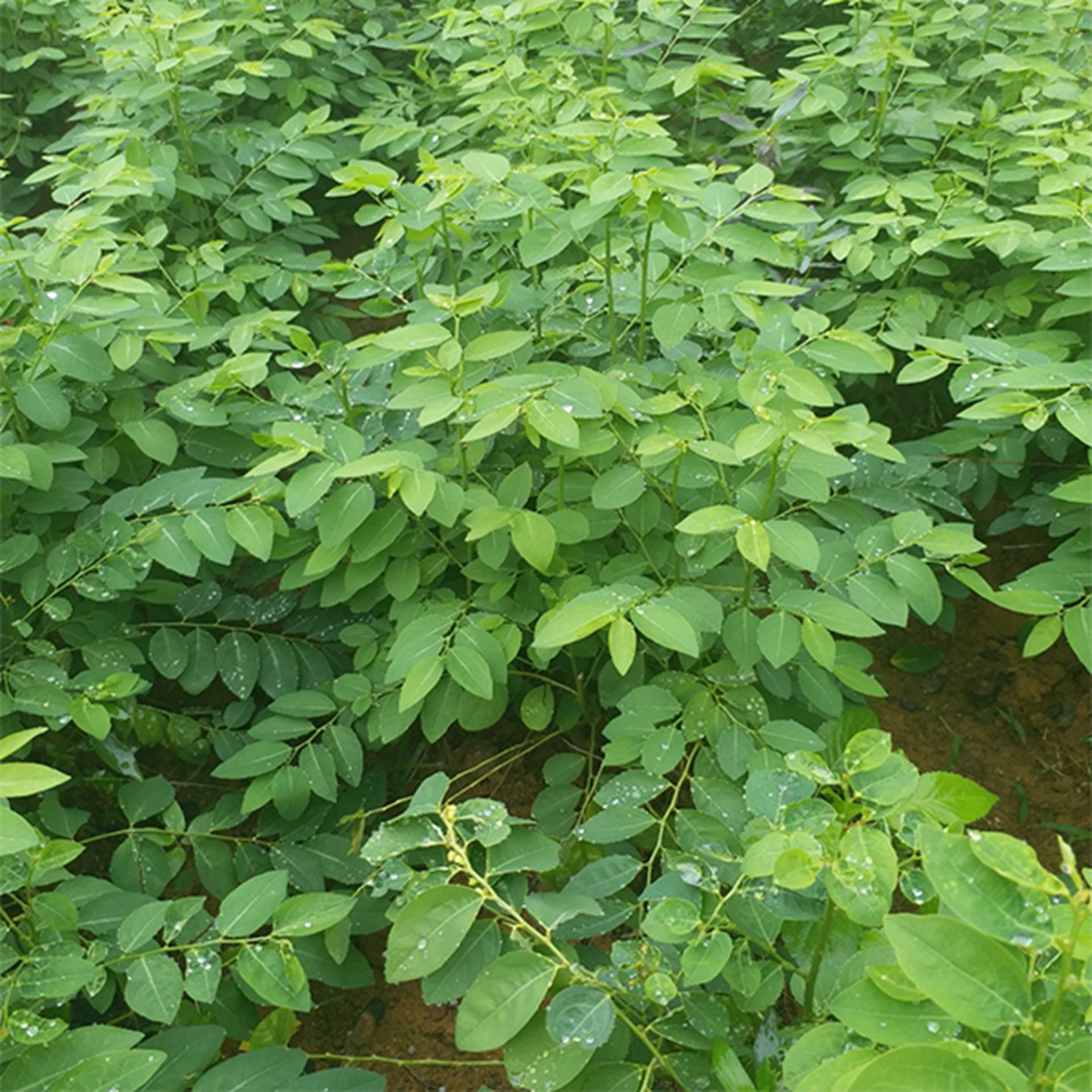 Ăn nắm rau này "bổ ngang thịt bò", ở quê mọc um tùm nhiều người không biết mà ăn - Ảnh 4.