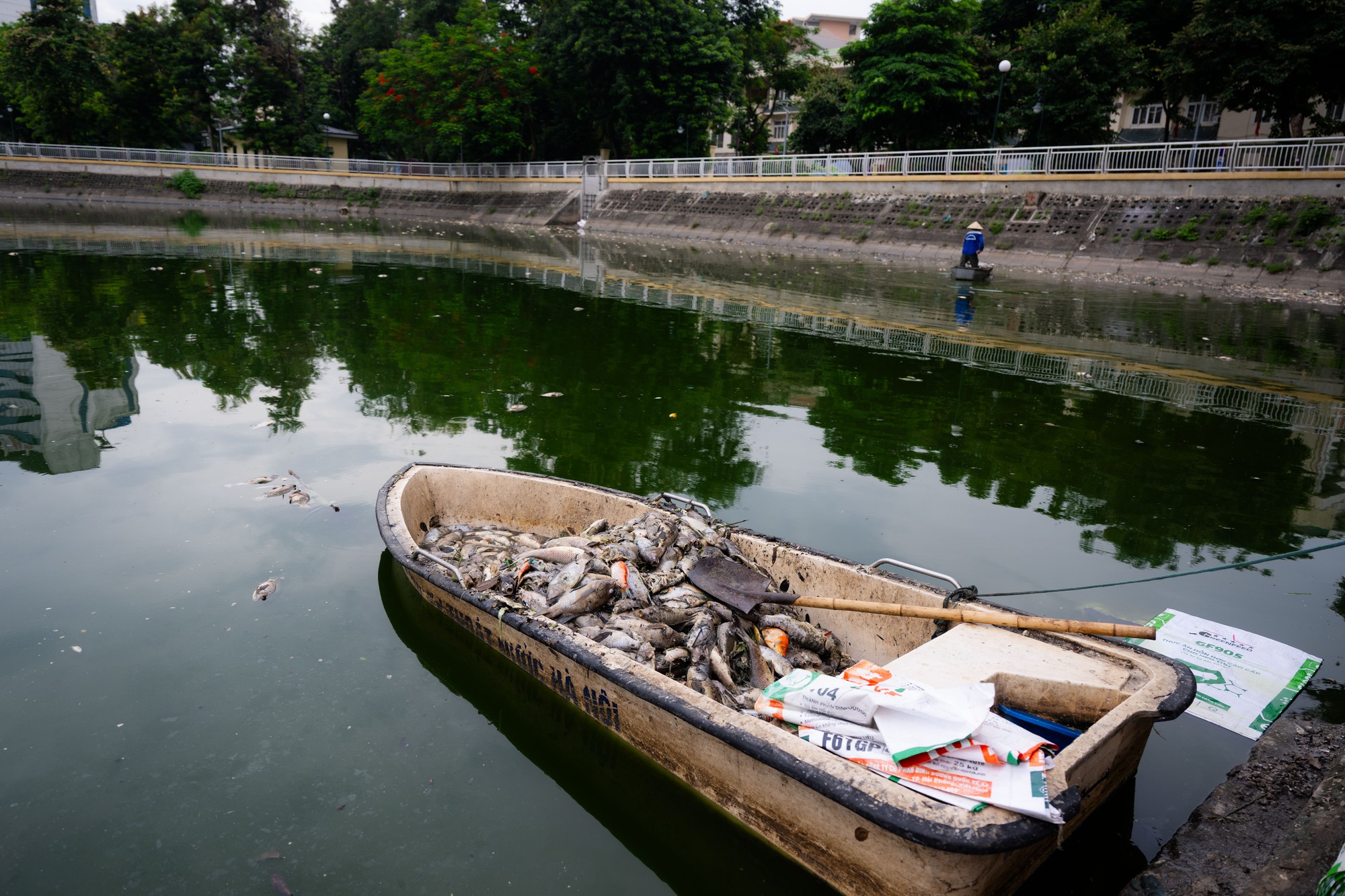 Hà Nội: Cá chết trắng hồ Nghĩa Đô, cảnh tượng bất thường Hà Nội: Cá chết trắng hồ Nghĩa Đô, cảnh tượng bất thường