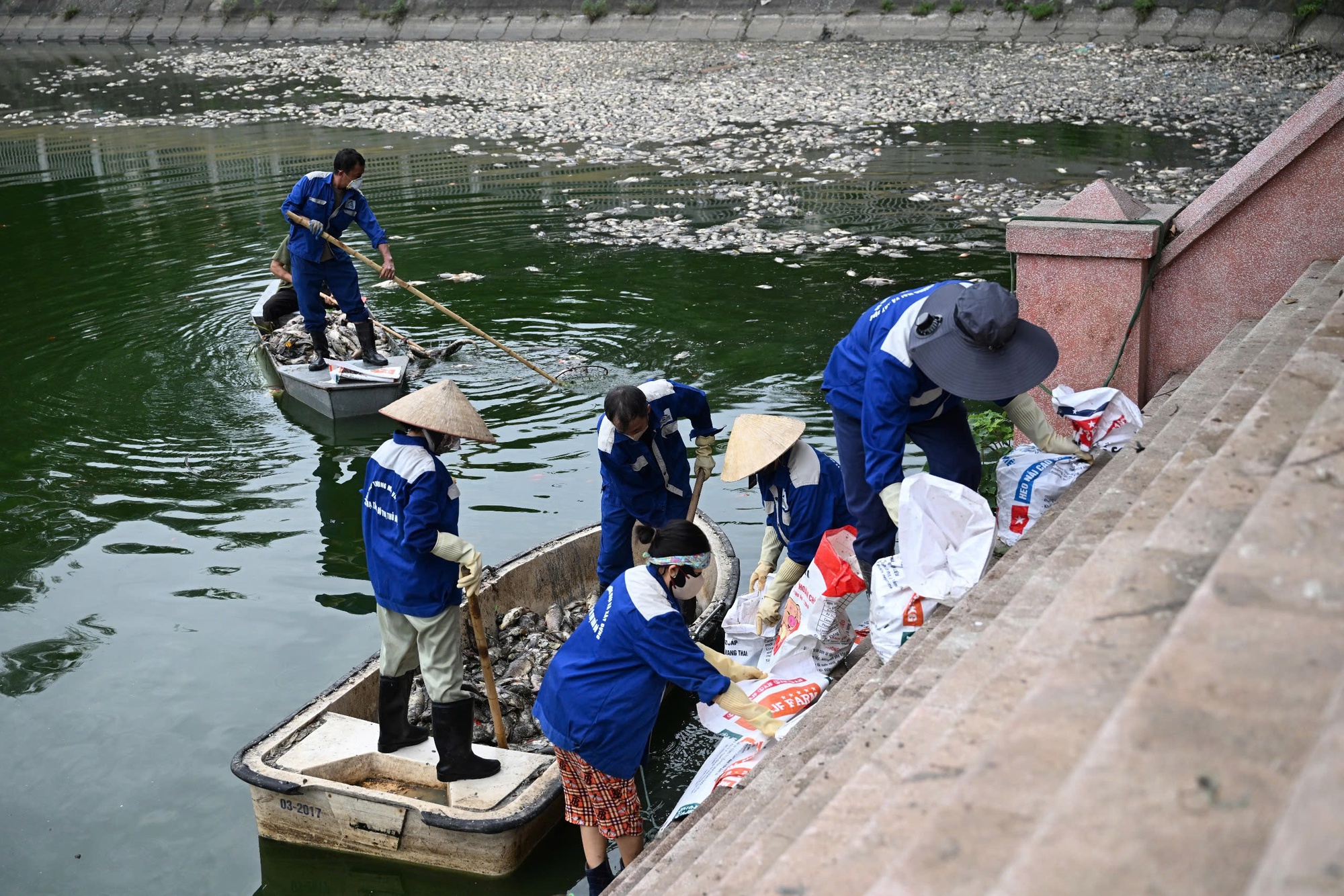 Hà Nội: Cá chết trắng hồ Nghĩa Đô, cảnh tượng bất thường Hà Nội: Cá chết trắng hồ Nghĩa Đô, cảnh tượng bất thường