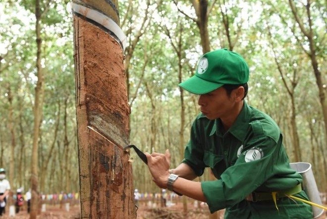 Cổ đông Cao su Phước Hòa (PHR) sắp nhận cổ phiếu thưởng “khủng” tỷ lệ 10:8- Ảnh 1.