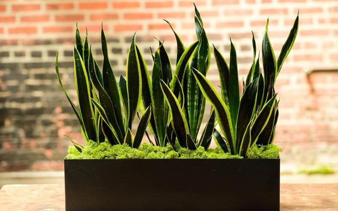 4 lời khuyên dành cho các gia đình đang trồng cây lưỡi hổ - Ảnh 1.