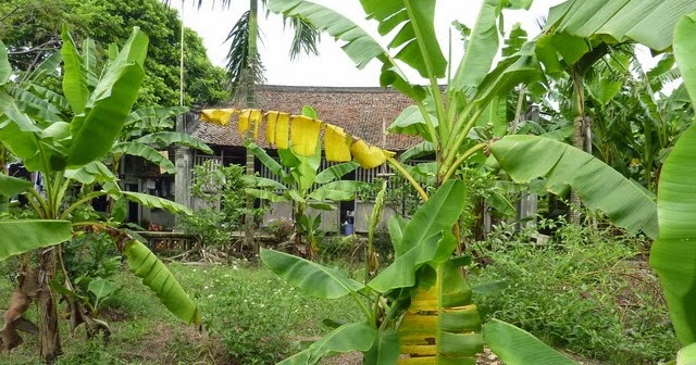 Vì sao người xưa thường trồng cây chuối sau nhà?- Ảnh 2.