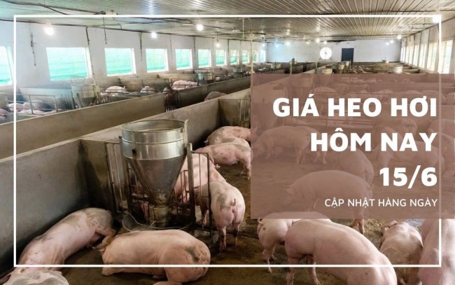 Ngày 15/6: Giá heo hơi tại nhiều địa phương về sát mốc 62.000 đồng/kg
