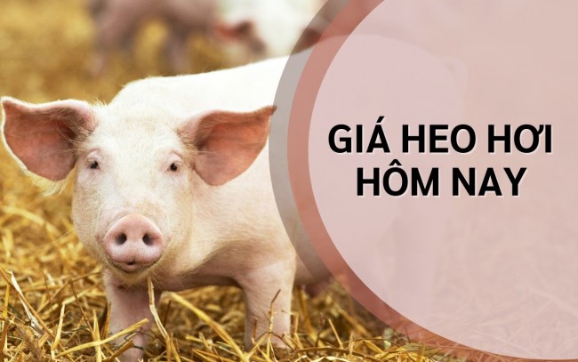 Ngày 13/6: Giá heo hơi tại miền Trung giảm mạnh