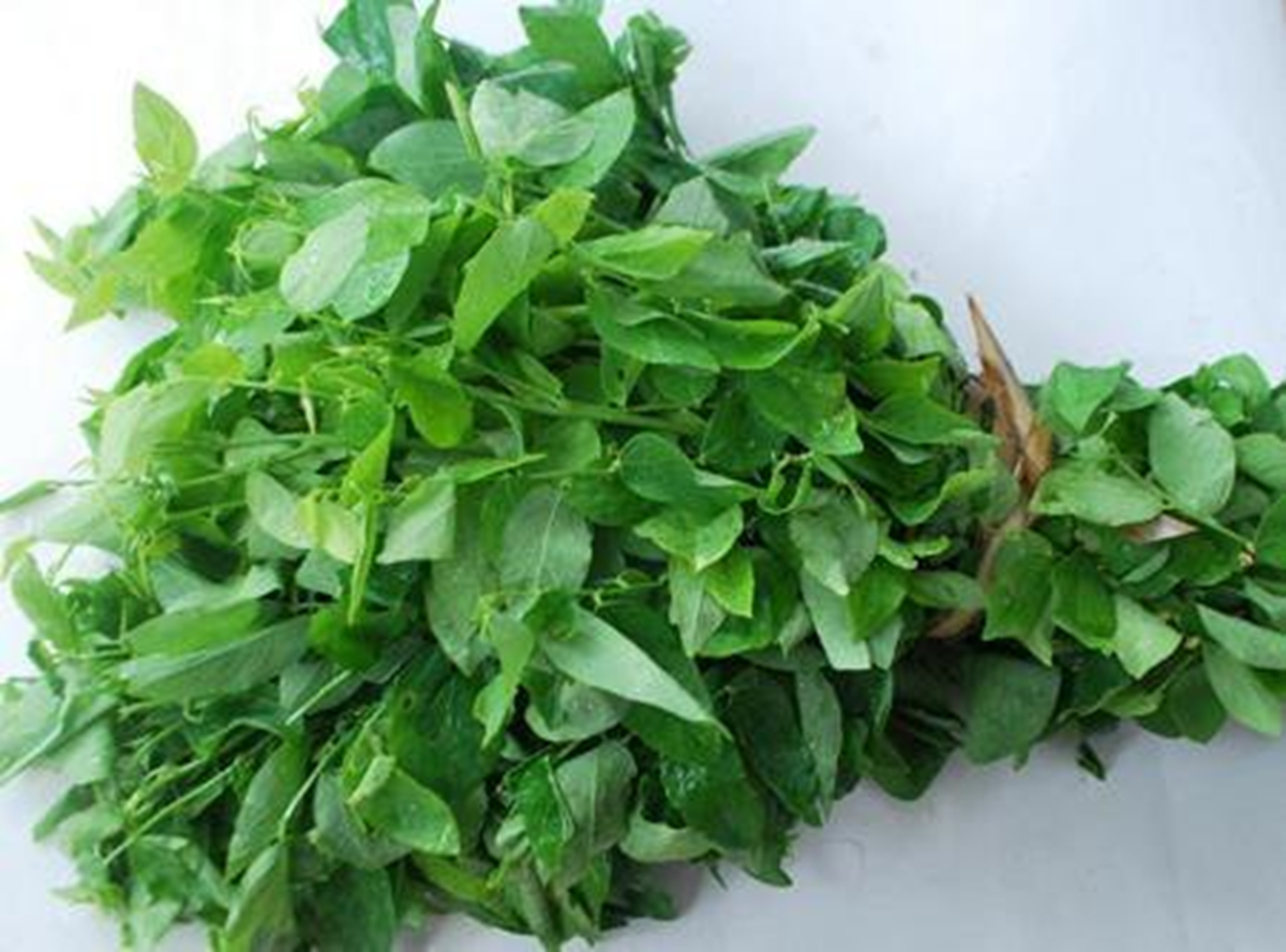 Ăn nắm rau này "bổ ngang thịt bò", ở quê mọc um tùm nhiều người không biết mà ăn - Ảnh 1.