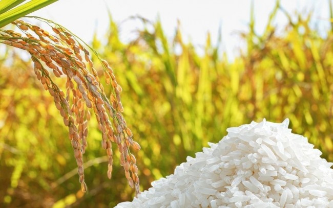 Ngày 14/6: Giá lúa gạo tại Đồng bằng sông Cửu Long duy trì ổn định